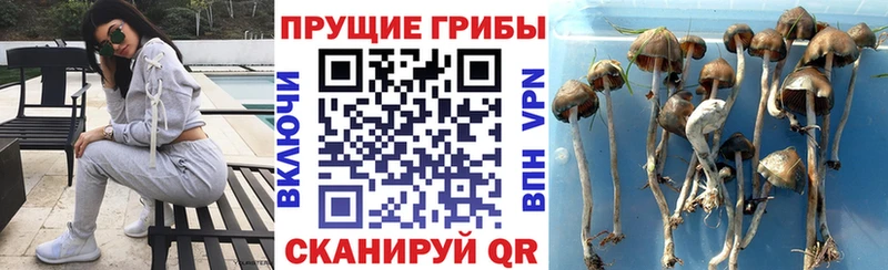 Галлюциногенные грибы Cubensis  Асино 